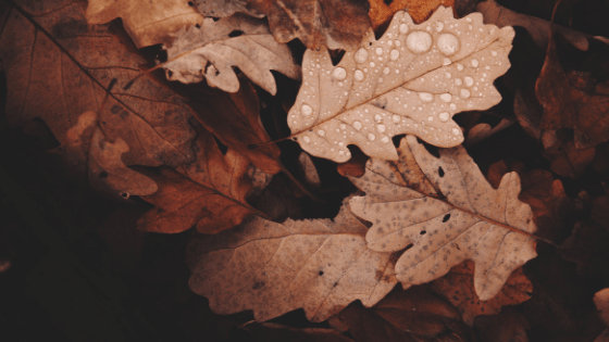why fall is the best time to visit zion national park (1)