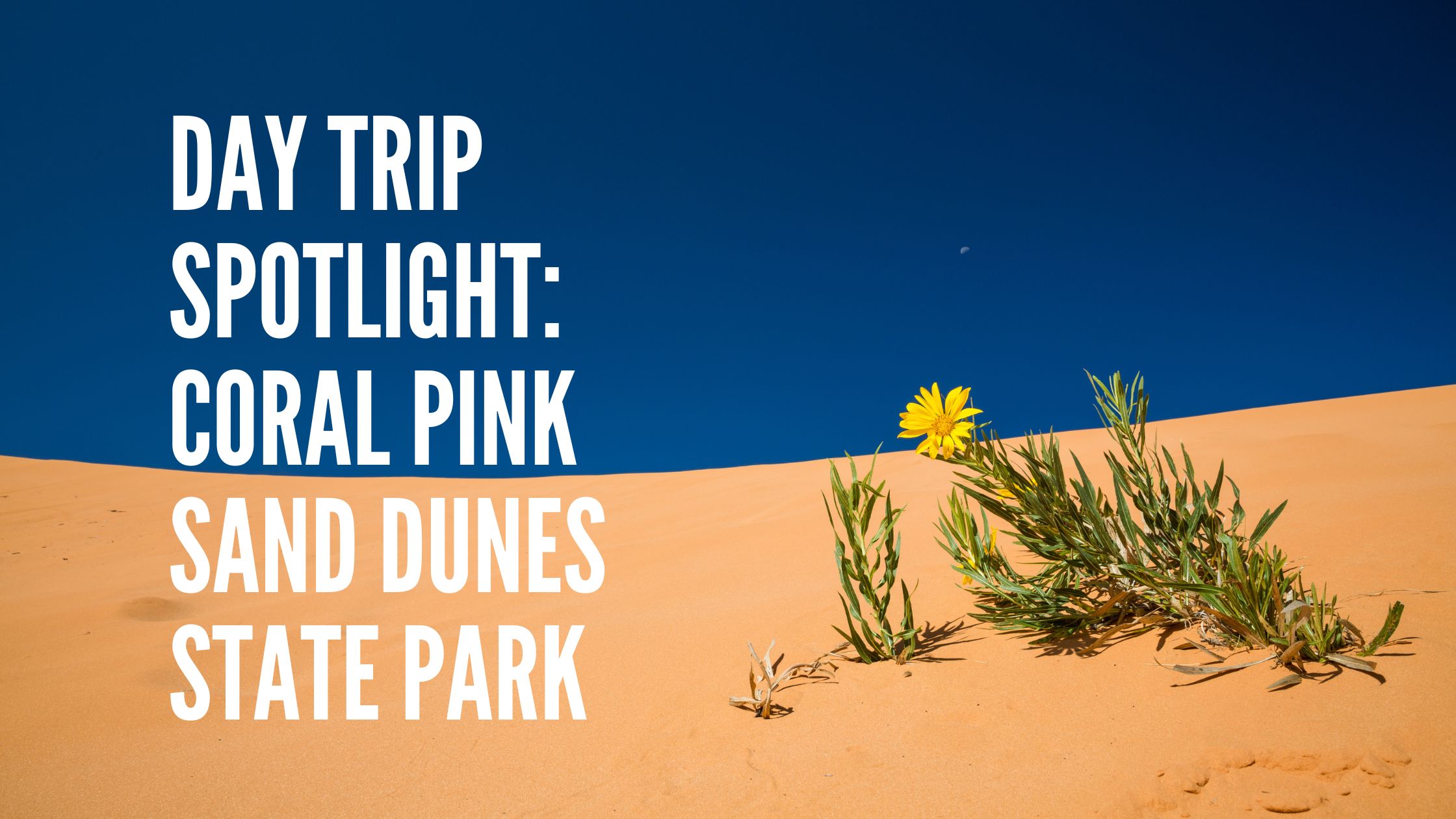day trip spotlight coral pink sand dunes state park